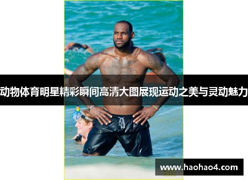 动物体育明星精彩瞬间高清大图展现运动之美与灵动魅力